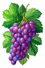 A bunch of grapes with leaves  vector illustration 