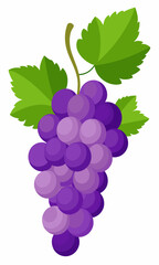 A bunch of grapes with leaves  vector illustration 