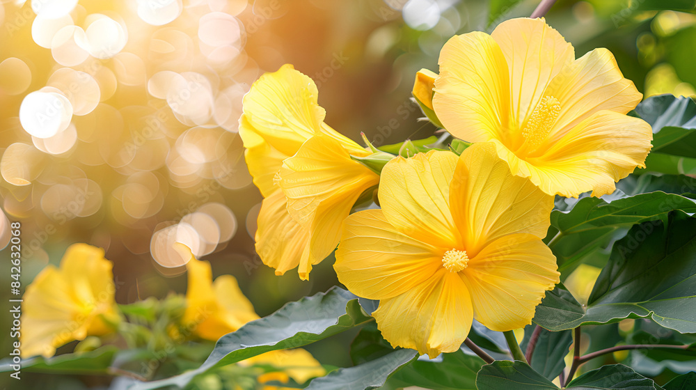 Wall mural beautiful yellow mallow flowers in summer garden on a blurred natural background with bokeh lights. 