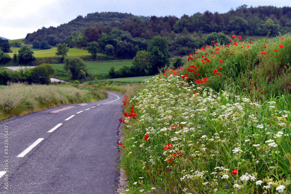 Wall mural Ruderal vegetation next to a road. Poppies (Papaver rhoeas) and white apiaceae