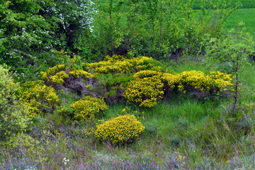 Spring flowering of the Spanish gorse (Genista hispanica)