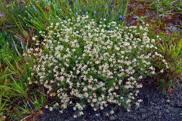 Dorycnium pentaphyllum (white) in flower on a loamy soil