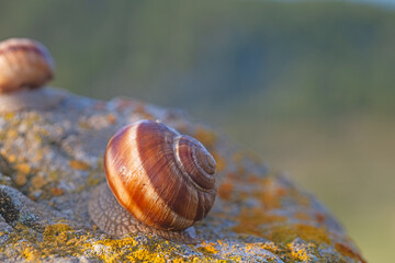 A snail on a lichen rock. Blurred background.