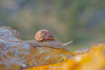 A snail on a lichen rock. Blurred background.