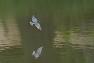 barn swallow in a field