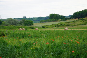 landscape with poppies and haystacks
