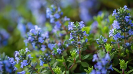 Obraz premium Close up of thyme plant with blooming and seeding featuring blue flowers