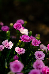 pink carnations flowers in the garden, summer, sun shade, golden hour 