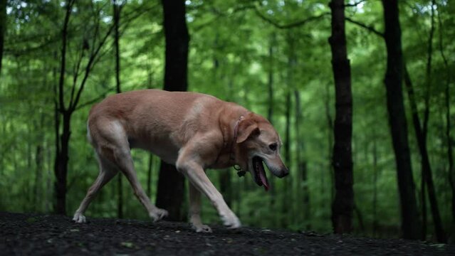 Side view of injured golden labrador retriever limping with an injured leg in slow motion.
