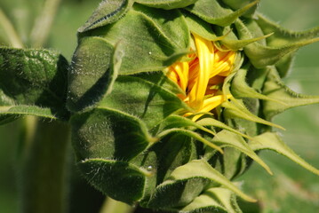 Sunflower flower. Close-up of a yellow sunflower flower. The plant has a thick long stem with wide green leaves. A wide inflorescence with yellow petals at the edges and seeds in the middle.