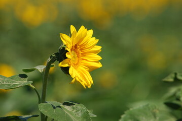 Sunflower flower. Close-up of a yellow sunflower flower. The plant has a thick long stem with wide green leaves. A wide inflorescence with yellow petals at the edges and seeds in the middle.