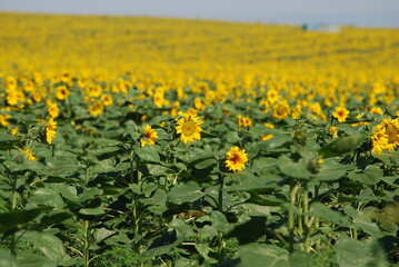 A field of sunflowers. A summer day in the countryside. Under a clear, bright sky, there is a wide field of tall sunflowers. The flowers have a thick stem and a wide flower with yellow petals.