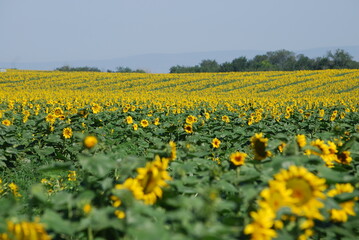 Fototapeta premium A field of sunflowers. A summer day in the countryside. Under a clear, bright sky, there is a wide field of tall sunflowers. The flowers have a thick stem and a wide flower with yellow petals.