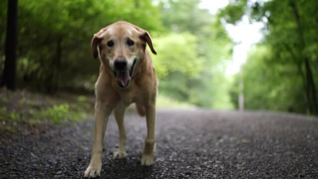 Front view of injured golden labrador retriever limping with an injured leg in slow motion.