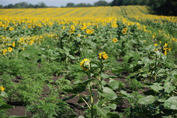 Sunflowers grow in a field. Large flowers with a thick long stem, wide green leaves grew in a field. They have a wide inflorescence with yellow petals on the edges and seeds in the middle.