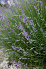 fragrant lavender bush in a flowerbed