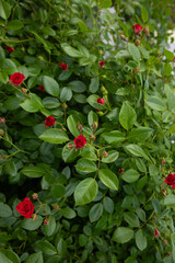 green bush with small red roses flowers