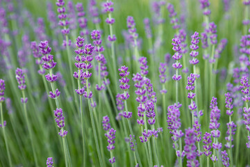 Fragrant lavender flowers bush in a flowerbed summer nature