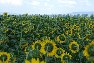 Obraz premium A field of sunflowers. A summer day in the countryside. Under a clear, bright sky, there is a wide field of tall sunflowers. The flowers have a thick stem and a wide flower with yellow petals.
