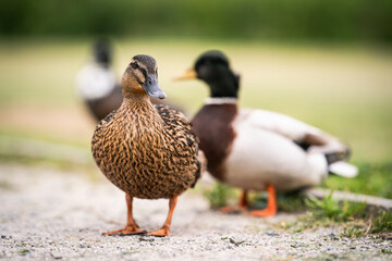 family of ducks in the park