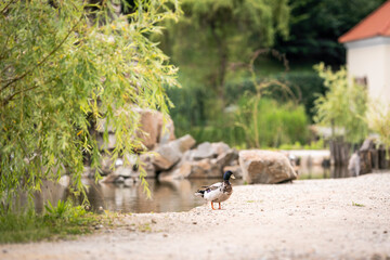 duck bird at the farm portrait