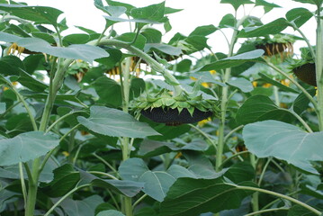 Sunflowers grow in a field. Large flowers with a thick long stem, wide green leaves grew in a...