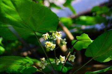 Obraz premium キササゲ（木大角豆)楸