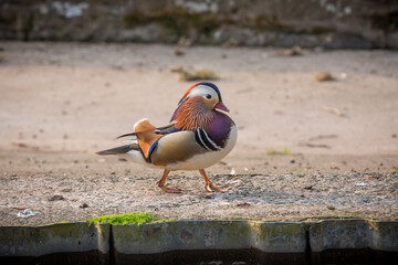 A  male mandarin duck looking right on a gravel surface