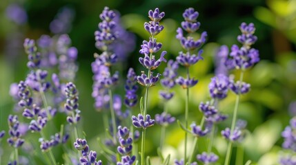 Obraz premium Lavender flower blooming beautifully in the summer garden