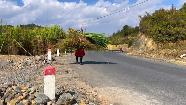 A Vietnamese farmer carries grass on her back to feed her cattle as she walks along the mountain road of the Ha Giang Loop