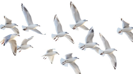 Obraz premium A multitude of vivid birds in flight, showcasing a diverse palette of colors. Transparent background for seamless integration.