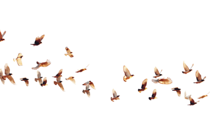 Countless vibrant birds soaring through the air, creating a captivating scene with their colorful plumage. Transparent background included.