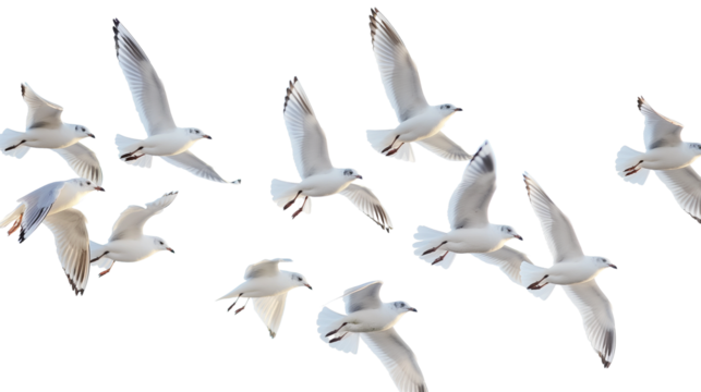 A multitude of vivid birds in flight, showcasing a diverse palette of colors. Transparent background for seamless integration.