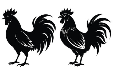 rooster isolated on white background