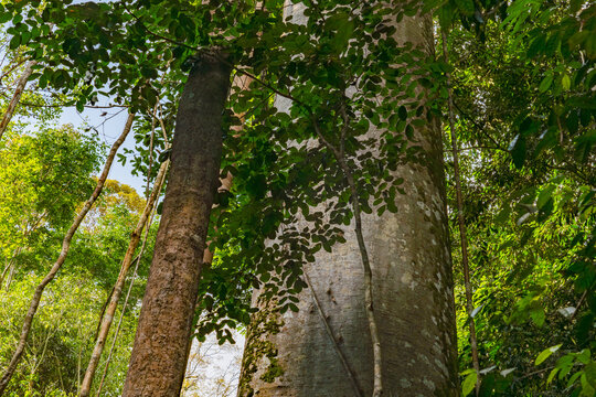 Huge Tualang Tree 130 million year old tree in Taman Negara National Park