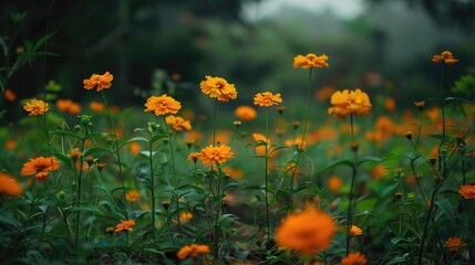 Flowers by the roadside near my home today