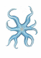 starfish, star, sea, isolated, animal, ocean, beach, shell, fish, nature, marine, life, seastar, white, shape, tropical, object, summer, seashell, red, aquatic, underwater, coral, biology, water, sea-