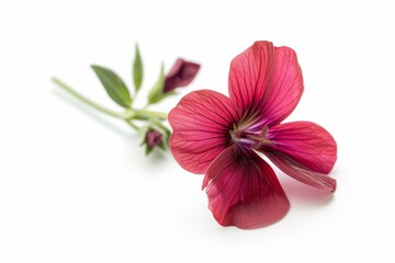 Wallflower photo on white isolated background