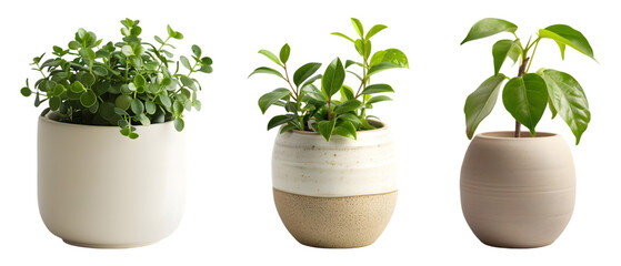Small mini plant in modern ceramic pot Stylish Plant Pots for Home and Office  on transparent background 