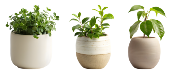 Small mini plant in modern ceramic pot Stylish Plant Pots for Home and Office  on transparent background 