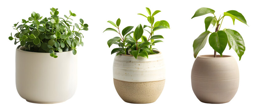 Fototapeta Small mini plant in modern ceramic pot Stylish Plant Pots for Home and Office  on transparent background 