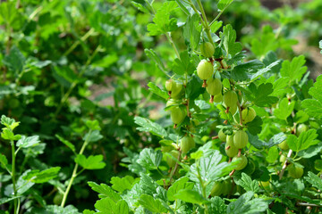 a gooseberry plant with green leaves and a few green berries