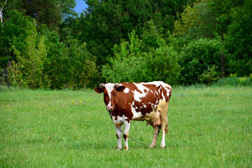 a cow is standing in a green field with trees in the background