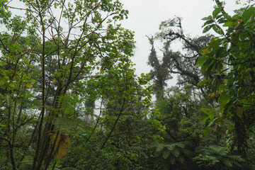 Regenwald in Costa Rica