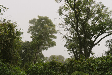 Regenwald in Costa Rica