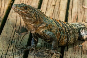 Leguan