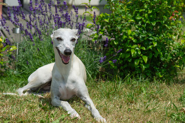 Liegende Whippet Hündin im Garten