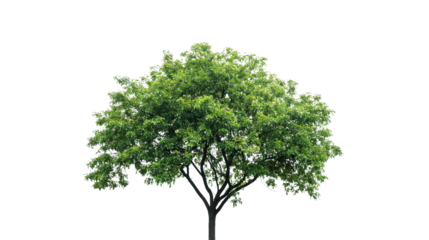 BIG tree full view with PNG transparent background