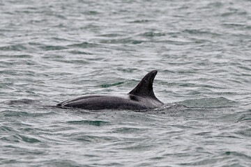 Wild bottlenose dolphin in the sea