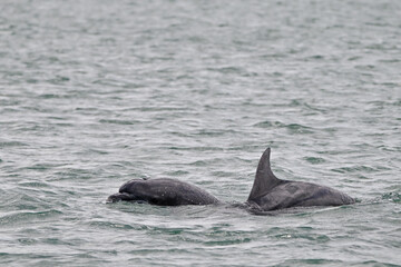 Obraz premium Bottlenose dolphin jumping out of water